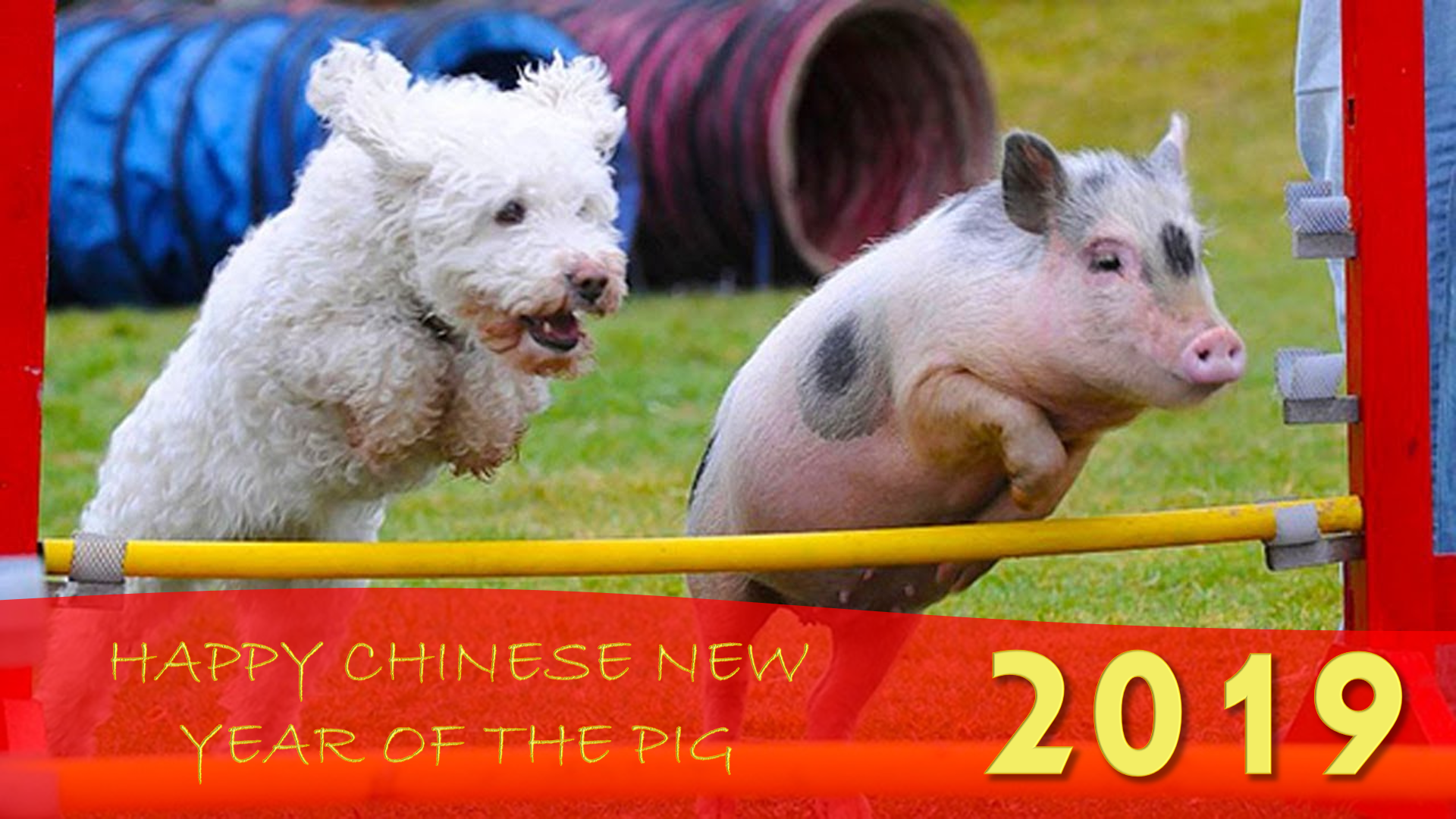 FROM YEAR OF THE DOG, TO YEAR OF THE PIG